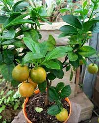 Meyer lemons, lime trees, and more citrus trees that grow well in containers. Pin On Best Container Garden