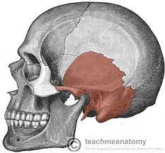 They form a bridge connecting the eardrum to the inner. Bones Of The Head Teachmeanatomy