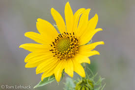 Image result for Rhynchosia holosericea