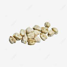 Selain itu, bunga tapak kuda juga boleh direbus atau direndam. Gambar Bertaburan Kacang Kuda Matang Tidak Kemas Matang Kuning Muda Png Dan Clipart Untuk Muat Turun Percuma