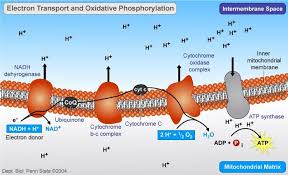 Oxidative Phosphorylation Electron Transport And Atp Synthesis Oxidative Phosphorylation Teaching Biology Biochemistry