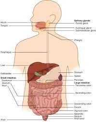 Zoom out so that the entire model is visible. Digestive System Module 1 Overview Of The Digestive System Digestive System Openstax Cnx