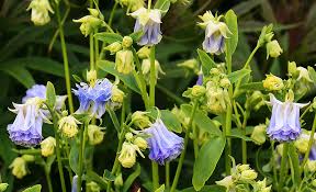 Image result for Aquilegia vulgaris Tower Mix
