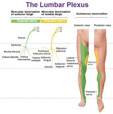 Peripheral Nervous System Spinal Nerves And Plexuses