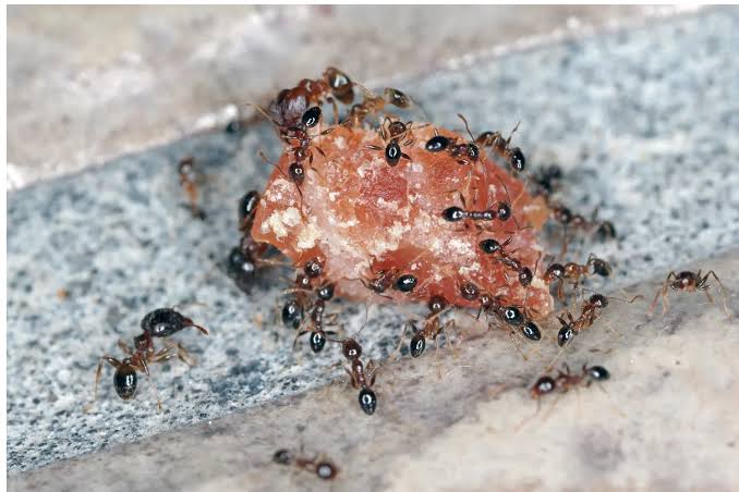  Ant Control in Gurugram