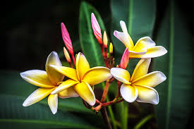 See full list on gardeningknowhow.com Plumeria Frangipani Hawaiian Flower Painted Photograph By Rich Franco