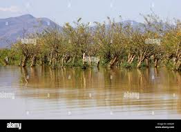 Image result for Aeschynomene elaphroxylon