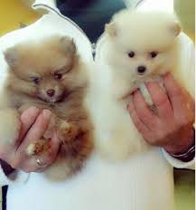 Pomeranian Puppies For Sale In San Antonio Zoe Fans Blog Pomeranian Puppy For Sale Pomeranian Puppy Puppies For Sale