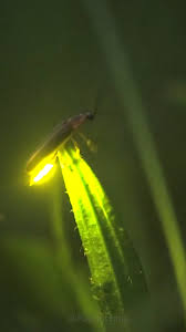 Magnificent Lightning Bugs,, Some of my favorite firefly shots. Did you  know that fireflies produce cold to touch light, more efficient than any  LED light? Various species have unique flashing ...