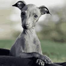 Maybe you would like to learn more about one of these? Italian Greyhound Relatable Gif Italiangreyhound Relatable Jennamarbles Discover Share Gifs