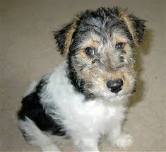 Wire haired fox terrier personality and behavior the wire haired fox terrier is a popular family dog because of its active and intelligent nature. Wire Fox Terrier Dog Breed Information And Pictures