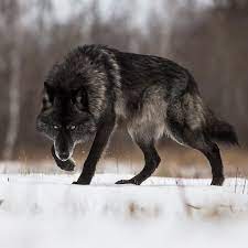 New best destkop wallpapers, wallpapers hd, hd wallpapers for pc, ipad, iphone, android phone. Melanistic Wolf Wolf Photography Beautiful Wolves Black Wolf