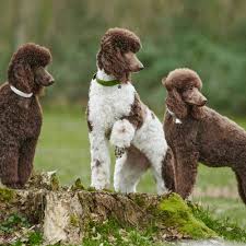 Poodle Colors 12 Amazing Color Variations From Common To Rare