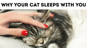 Presenting the best cat sleep music to make your cats sleep in 5 minutes. That S Why Your Cat Sleeps With You Youtube