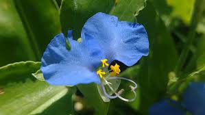 Image result for Commelina saxosa