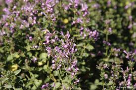 Image result for Hypoestes sp. aff. aristata B