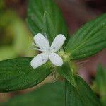 Image result for Spermacoce princeae