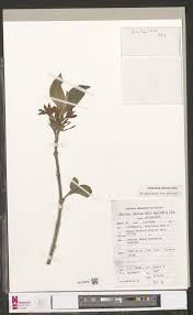 Image result for Crepidorhopalon goetzei