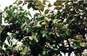 Image result for Strychnos cocculoides