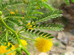 Image result for Acacia karroo