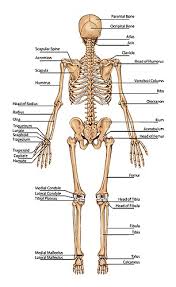 Full Skeleton Chart With Names Posterior Back View John