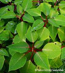 Image result for Euphorbia pulcherrima