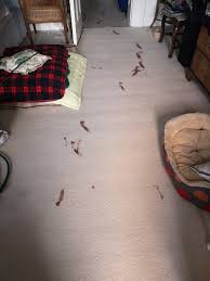 Call me master — blood on the dance floor. Blood Removal Moor2shore