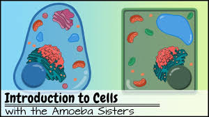 Here S A Terrific Video On Cells And The Cell Theory Cell Theory Science Cells Teaching Cells