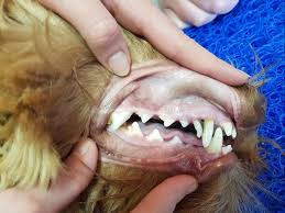 The deciduous teeth begin to fall out and be replaced by permanent teeth starting at around 11 weeks of age. Retained Milk Teeth Baby Teeth In Dogs Burwood Vet Clinic