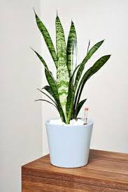 Bogenhanf Zimmerpflanzen Pflanzen Hydrokultur