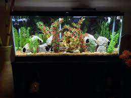 55 Gallon Aqueon Tank With 55 75 400gph Aqueon Quiet Flow Power Filter Fluval 306 Canister Fi Cichlid Aquarium African Cichlid Aquarium Tropical Fish Aquarium