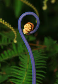 Image result for Dicranopteris elegantula