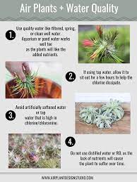How To Water Air Plants Watering Methods And Tips Air Plants Care Plants Air Plants