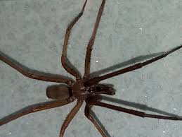 Check spelling or type a new query. Male Kukulcania Hibernalis Southern House Spider In Royston Georgia United States