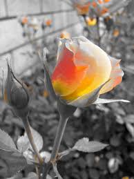 Black And White Picture With Color Accents Duplicating Canon S Color Accent Effect Color Photoshop Color Splash Photo Black White Colour