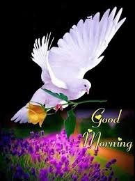 Love beautiful images of flowers and birds. 49 Beautiful Good Morning Birds Pictures