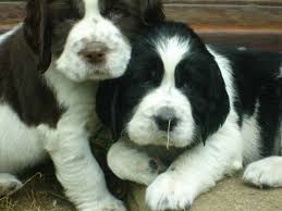 If you are unable to find your labrador retriever puppy in our puppy for sale or dog for sale sections, please consider looking thru thousands of labrador retriever dogs for adoption. English Springer Spaniel Puppies For Sale Norwich Norfolk Pets4homes Springer Spaniel Puppies Spaniel Puppies For Sale English Springer Spaniel Puppy