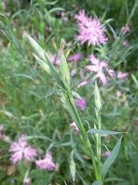 ハマナデシコ dianthus japonicus カワラナデシコ dianthus superbus var. æ'«å­ å†™çœŸé›† ï¼'