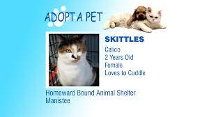 Adopt A Pet Bridget Sparky Skittles Pets Adoption Animal Shelter