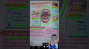 Jenis gigi untuk memotong makanan. Jenis Fungsi Struktur Gigi Youtube