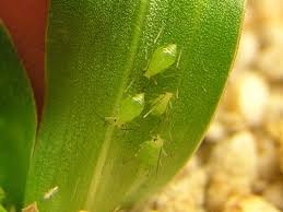 Image result for puklice na orchideích obrázek