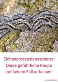 Eichenprozessionsspinner Diese Raupe Ist Gefahrlich Fur Hund Und Mensch Wunderweib Eichenprozessionsspinner Hunde Prozessionsraupe