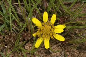 Image result for Geigeria burkei