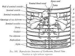 Earthworm digestive system in detail with diagram. Earthworm Quotes Quotesgram
