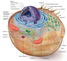 For example, erythrocytes do not have mitochondria while the liver and muscle cells have thousands of mitochondria. Solved The Smooth Endoplasmic Reticulum Is The Site Of Synthesis Chegg Com