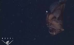 Maybe you would like to learn more about one of these? Caught On Camera Have You Seen This Rare Black Sea Devil Fish Before