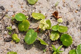 Image result for Hydrocotyle