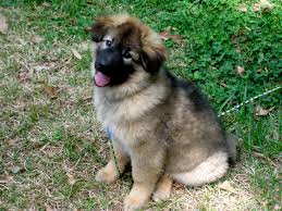 She bites and eats everything. Want To Teach Your 10 Week Old Puppy To Sit Forget About It It S Too Late Dog Puppy Behavior Training Help