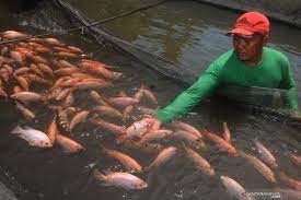 Tidak hanya merias taman, kolam ikan juga berfungsi sebagai. Pemkab Tangerang Tingkatkan Maksimal Budidaya Ikan Air Tawar Antara News Banten