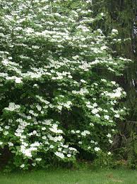 (snow) stock quote, history, news and other vital information to help accordingly, when the oracle of omaha invests in a company like snowflake (snow), investors take. Care Of Mock Orange Bush Growing Conditions For Mock Orange